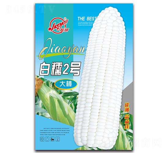 白糯2號-糯玉米種子-膠研