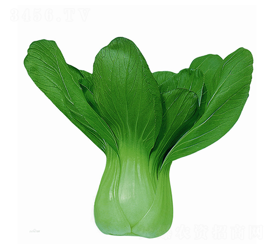 金種華夏-青梗菜種子-華蔬種業(yè)