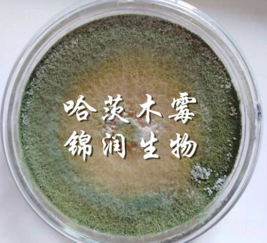 哈茨木霉菌-錦潤生物