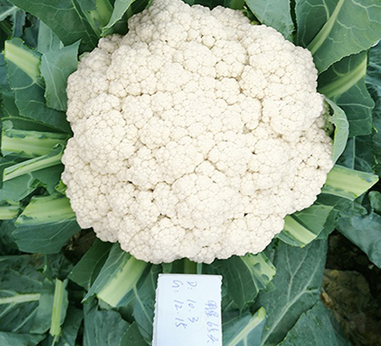 臺灣明星65天松花-花椰菜種子-順成