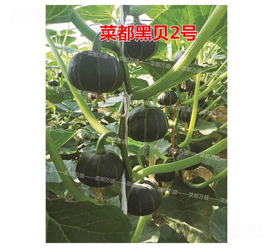 菜都黑貝2號-南瓜種子-菜都萬盛