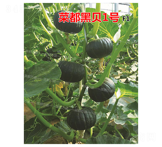 菜都黑貝1號(hào)-南瓜種子-菜都萬盛