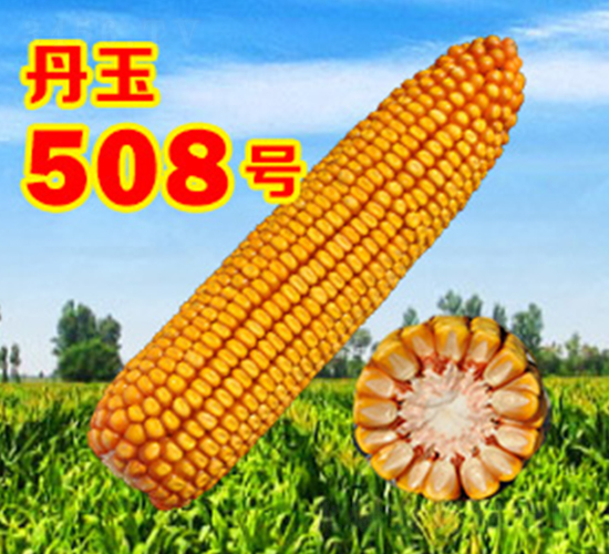 丹玉508號-玉米種子-丹玉種業(yè)