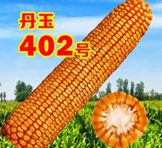 丹玉402號(hào)-玉米種子-丹玉種業(yè)