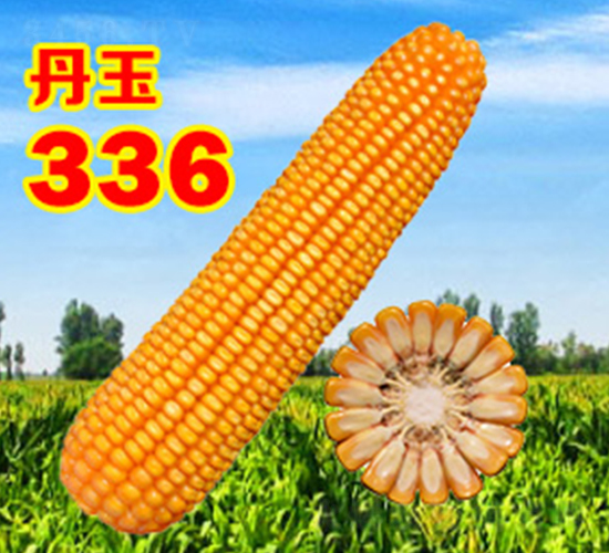ä¸¹çŽ‰336-çŽ‰ç±³ç¨®å­-ä¸¹çŽ‰ç¨®æ¥­(yÃ¨)