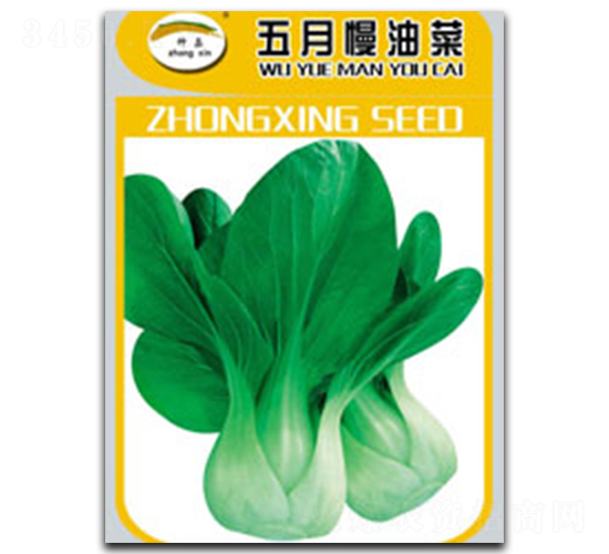 五月慢油菜-油菜種子-種星種業(yè)