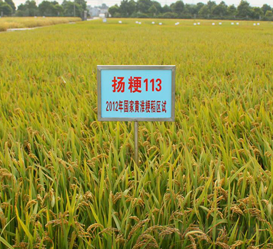 揚(yáng)粳113-水稻種子-金土地