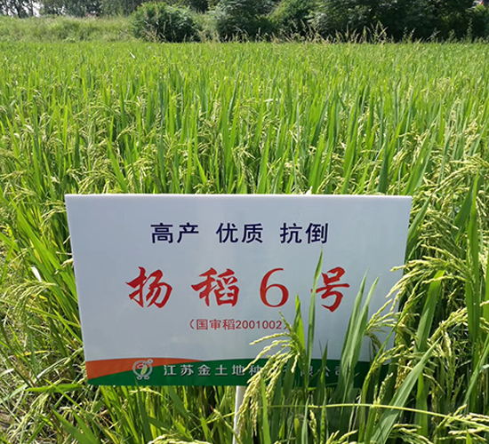 揚(yáng)稻6號(hào)-水稻種子-金土地