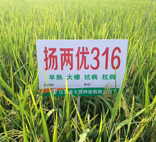 揚(yáng)兩優(yōu)316-水稻種子-金土地