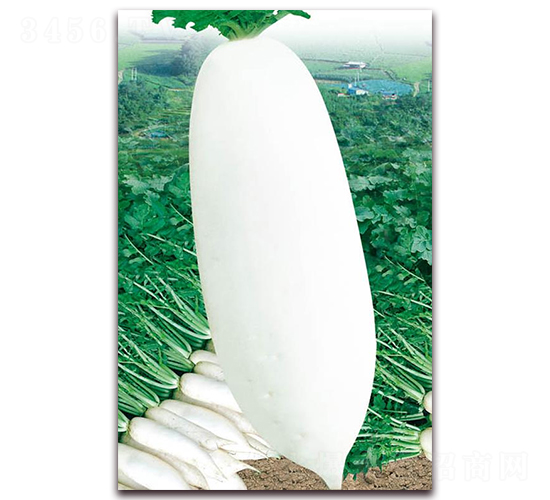 九斤王遲蘿卜-白蘿卜種子-華農(nóng)種業(yè)