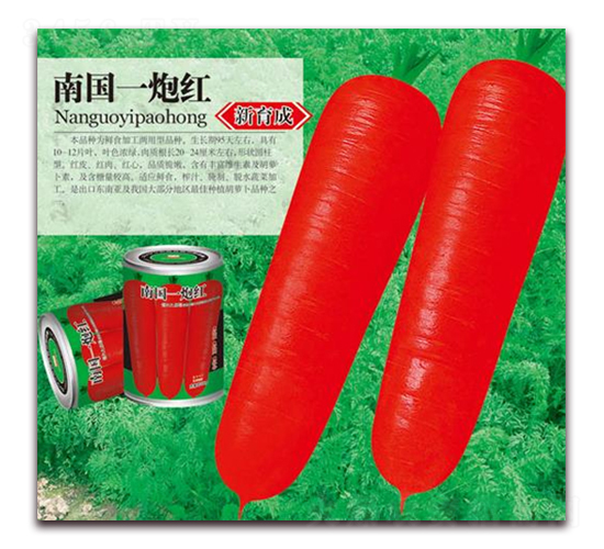 南國一炮紅-胡蘿卜種子-華農(nóng)種業(yè)