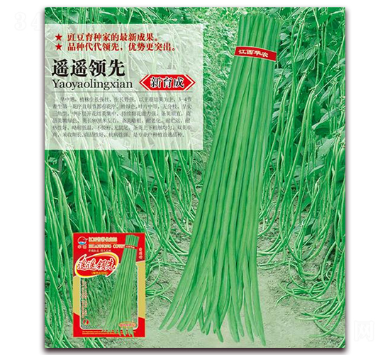 遙遙領先-豇豆種子-華農(nóng)種業(yè)