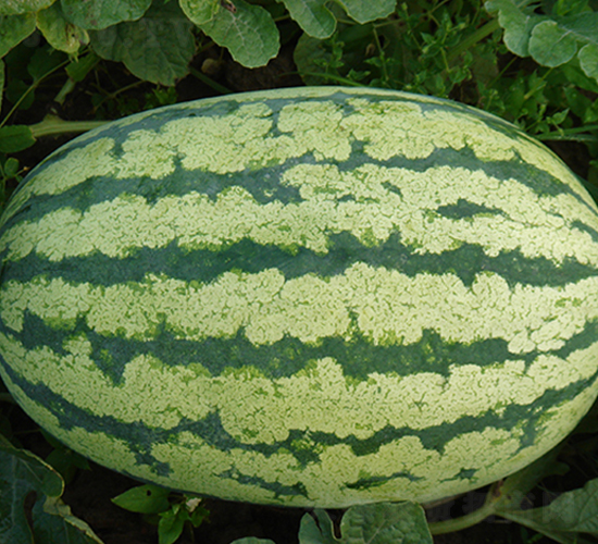 特選西農(nóng)八號(hào)-西瓜種子-荃銀瓜菜