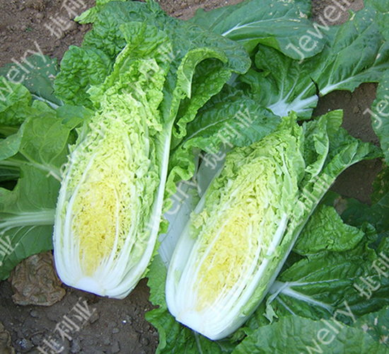 富娃娃2號(hào)-白菜種子-捷利亞