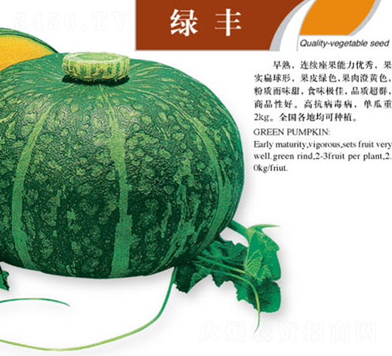 綠豐-南瓜種子-蕭新種業(yè)