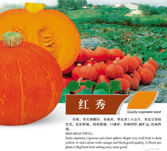 紅秀-南瓜種子-蕭新種業(yè)