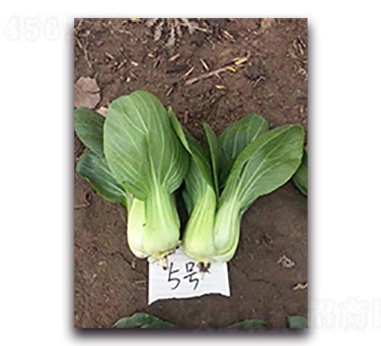 超越5號(hào)-青梗菜種子-天瑞種子