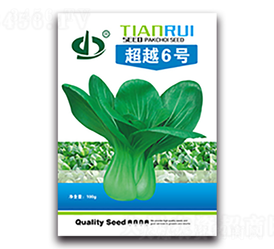 超越6號(hào)-青梗菜種子-天瑞種子