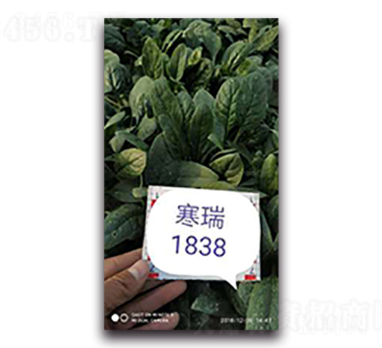 å¯’ç‘ž1838-è èœç¨®å­-å¤©ç‘žç¨®å­