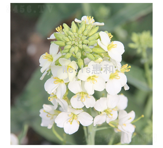 æ»¬ç™½ä¸€è™Ÿ-æ²¹èœç¨®å­-æƒ å’Œç¨®æ¥­(yÃ¨)