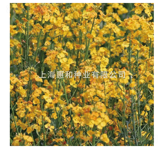 æ»¬æ©˜ä¸€è™Ÿ(hÃ o)-æ²¹èœç¨®å­-æƒ å’Œç¨®æ¥­(yÃ¨)