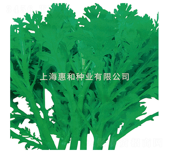 香菊三號(hào)-苦菊種子-惠和種業(yè)