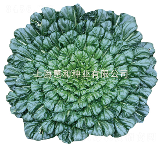 惠蓮-烏塌菜種子-惠和種業(yè)