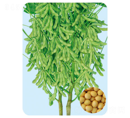 é¼è±†38-å¤§è±†ç¨®å­-å¤§è±ç¨®æ¥­(yÃ¨)