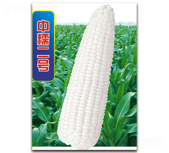 中糯二號(hào)-糯玉米種子-華穗種業(yè)