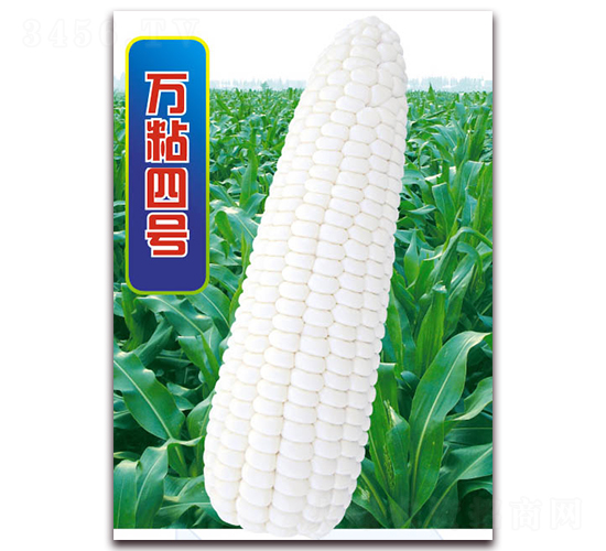 萬粘四號(hào)-糯玉米種子-華穗種業(yè)