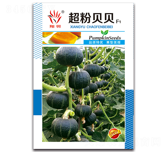 超粉貝貝-南瓜種子-京密種業(yè)