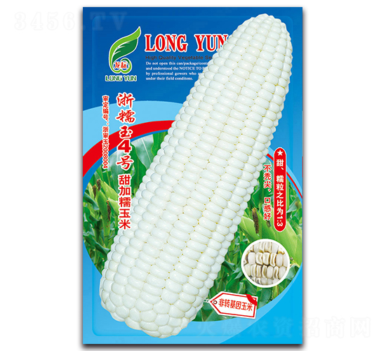 浙糯玉4號-糯玉米種子-京密種業(yè)