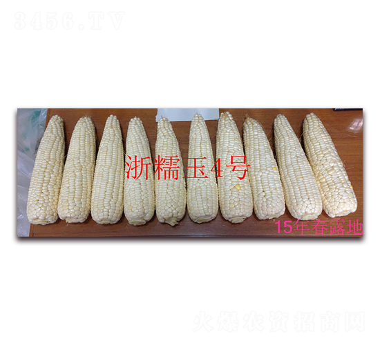 æµ™ç³¯çŽ‰å››è™Ÿ(hÃ o)ï¼ˆ15å¹´æ˜¥éœ²åœ°ï¼‰-ç³¯çŽ‰ç±³ç¨®å­-äº¬å¯†ç¨®æ¥­(yÃ¨)