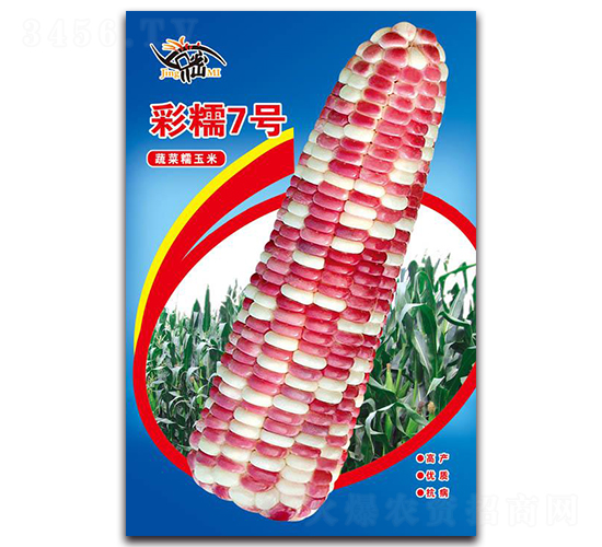 彩糯7號-糯玉米種子-京密種業(yè)