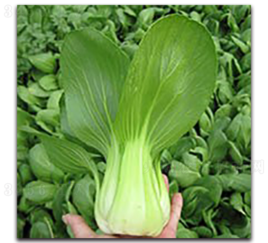 夏青1號(hào)-油菜種子-魯蔬種業(yè)