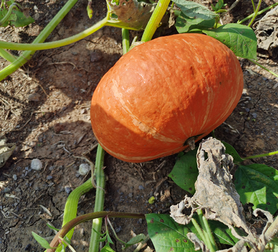 紅栗五號-南瓜種子-大齊農(nóng)業(yè)