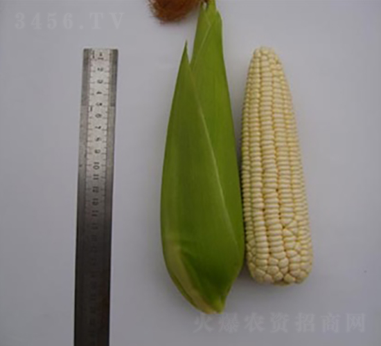 蘇玉糯202-糯玉米種子-長(zhǎng)江種子