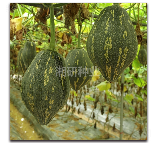 湘研香芋南瓜-南瓜種子-湘研種業(yè)