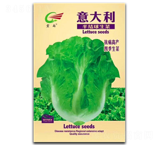 意大利半結(jié)球生菜-生菜種子-宏雨