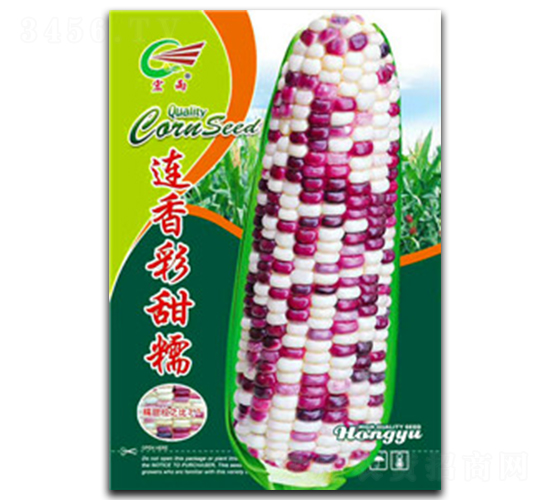 連香彩甜糯-糯玉米種子-宏雨