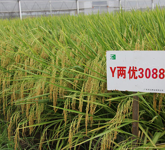 Yå…©å„ª(yÅu)3088-æ°´ç¨»ç¨®å­-å¤©å¼˜ç¨®æ¥­(yÃ¨)