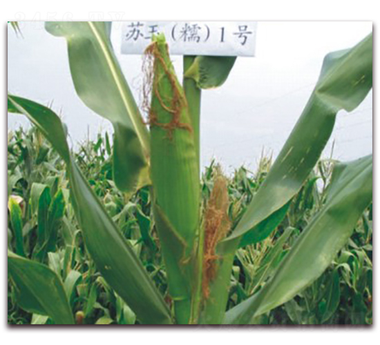 蘇玉糯1號-糯玉米種子-中禾種業(yè)