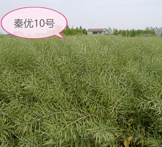 秦優(yōu)10號(hào)-油菜種子-中禾種業(yè)