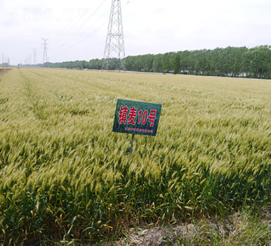 鎮(zhèn)麥10號-小麥種子-中禾種業(yè)