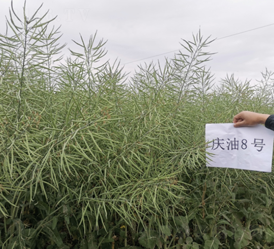 慶油8號-油菜種子-中一種業(yè)