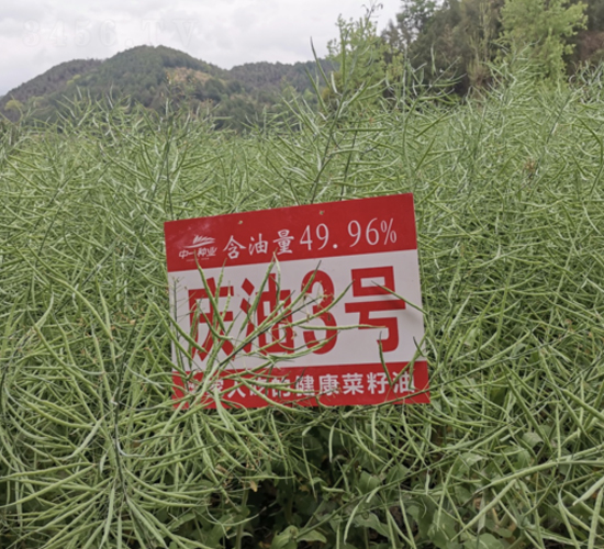æ…¶æ²¹3è™Ÿ(hÃ o)-æ²¹èœç¨®å­-ä¸­ä¸€ç¨®æ¥­(yÃ¨)