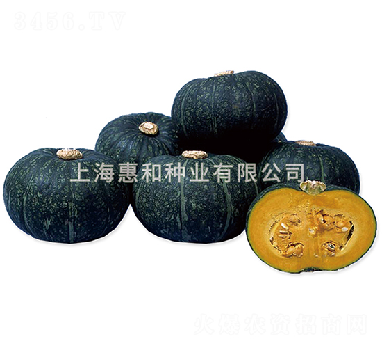 笑栗-南瓜種子-惠和種業(yè)