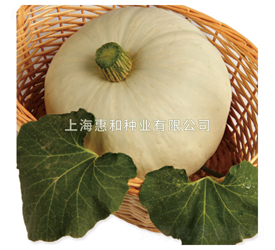 李白-南瓜種子-惠和種業(yè)