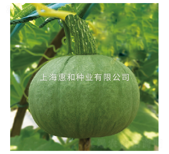 銀世界-南瓜種子-惠和種業(yè)