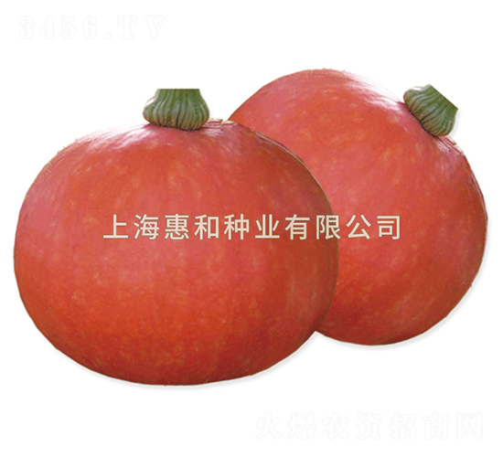 紅星-南瓜種子-惠和種業(yè)